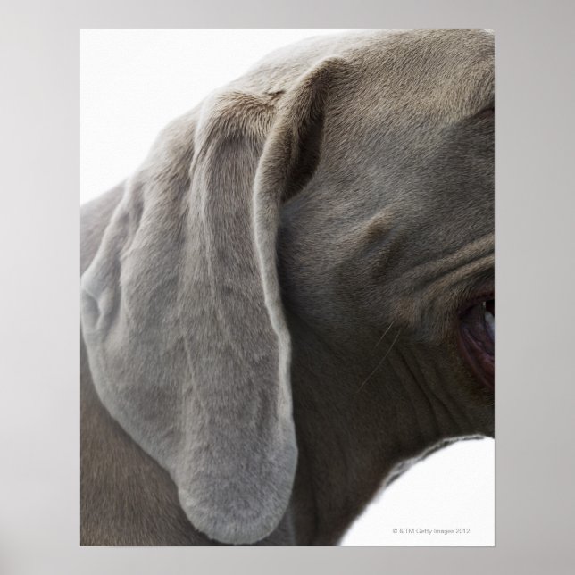 Poster Weimaraner 3 (Frente)