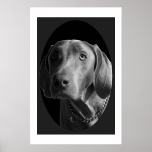 Póster Weimaraner - intenso (preto & branco)