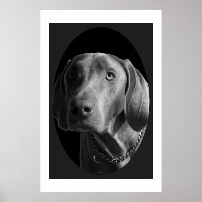Póster Weimaraner - Intenso (preto e branco) (Frente)