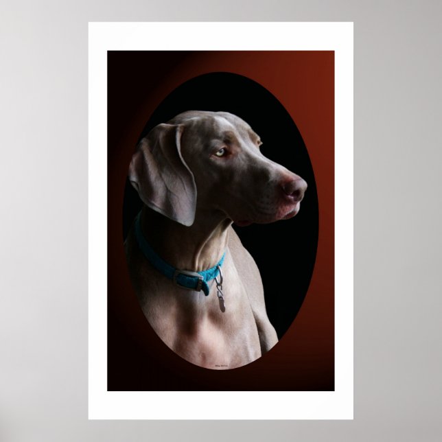 Poster Weimaraner Na Luz Da Manhã (Frente)