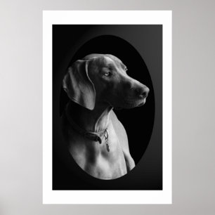 Poster Weimaraner Na Luz Da Manhã (Preto E Branco)