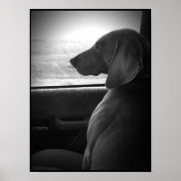Weimaraner Riding Shotgun - Canvas