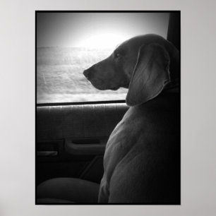 Póster Weimaraner Riding Shotgun - Canvas