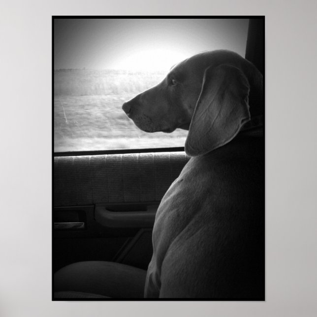 Póster Weimaraner Riding Shotgun - Canvas (Frente)