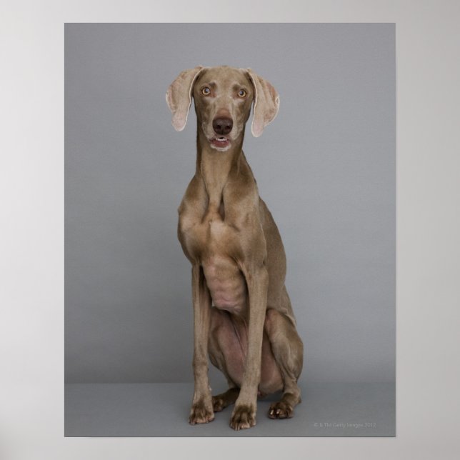 Póster Weimaraner sentado, tiro de estúdio (Frente)