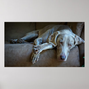 Póster Weimaraner sonolento