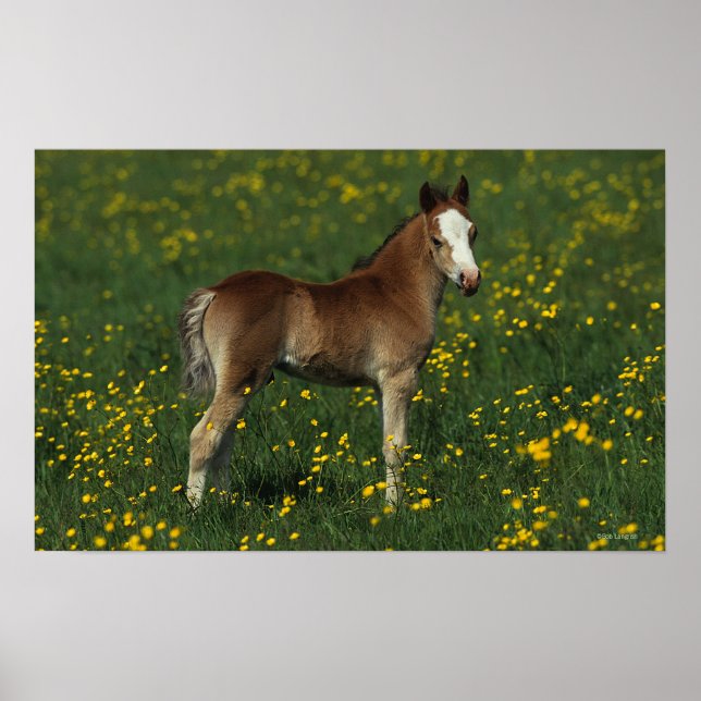 Poster Welsh Foal (Frente)