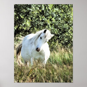 POSTER WELSH MOUNTAIN MARE