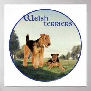 Póster Welsh Terriers