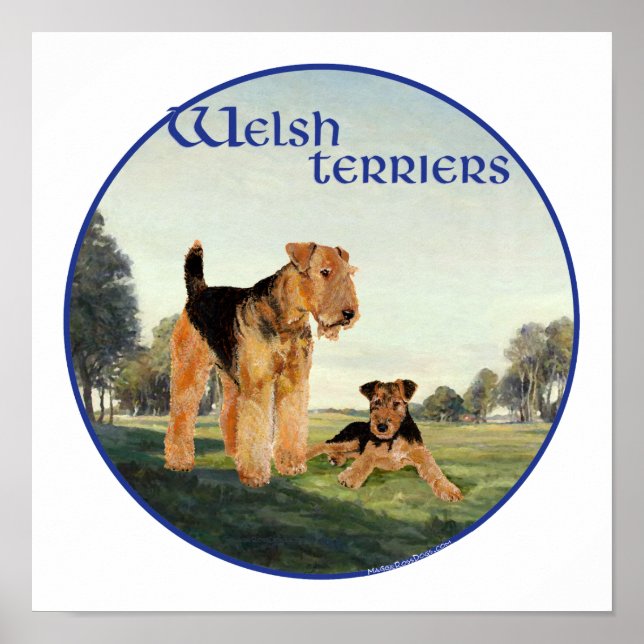 Póster Welsh Terriers (Frente)