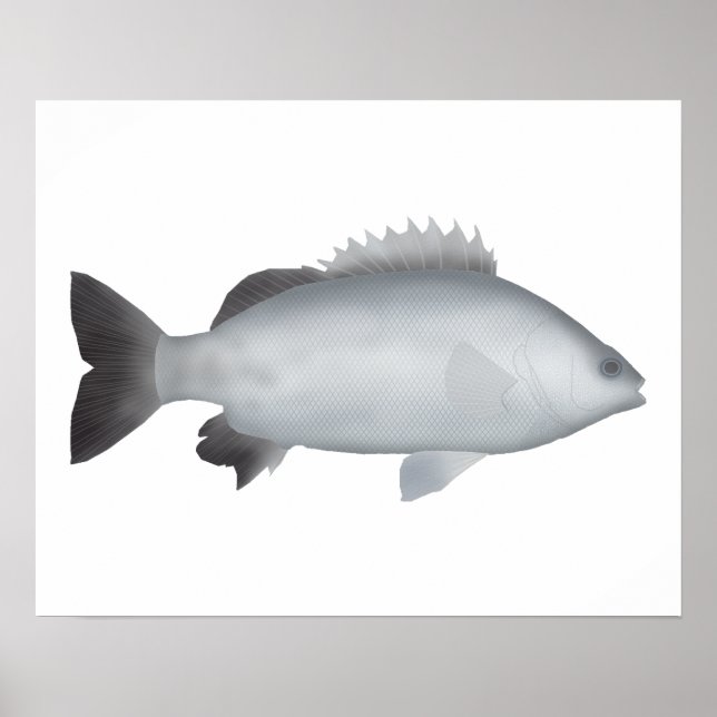 Poster Welsh's Grunter (Frente)