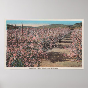 Póster Wenatchee, WAView of Apple Trees in Blossom