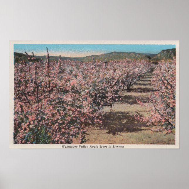Póster Wenatchee, WAView of Apple Trees in Blossom (Frente)