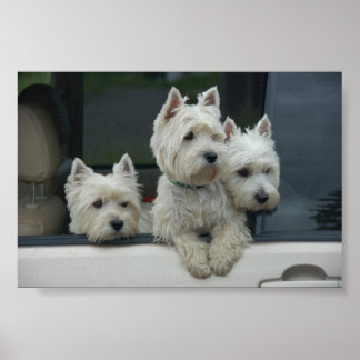 Póster West Highland White Terriers