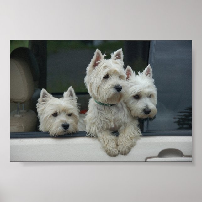 Póster West Highland White Terriers (Frente)