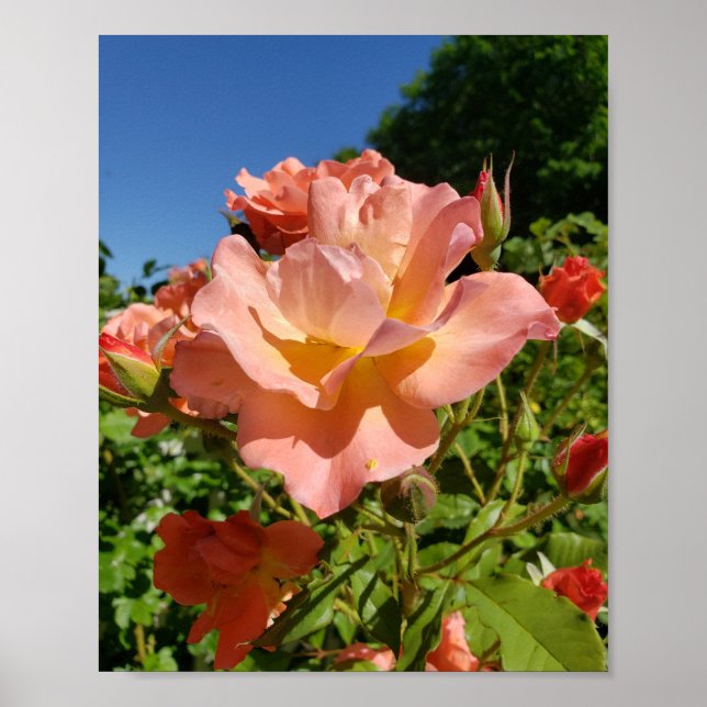 Poster Westerland Rose Coral (Frente)