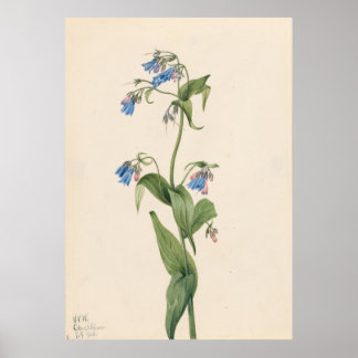 Poster Western Bluebells (Mertensia paniculata)