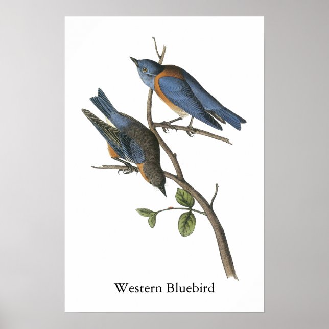 Poster Western Bluebird, John Audubon (Frente)