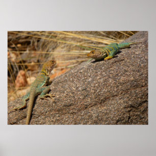 Póster Western Collared Lizards no Colorado