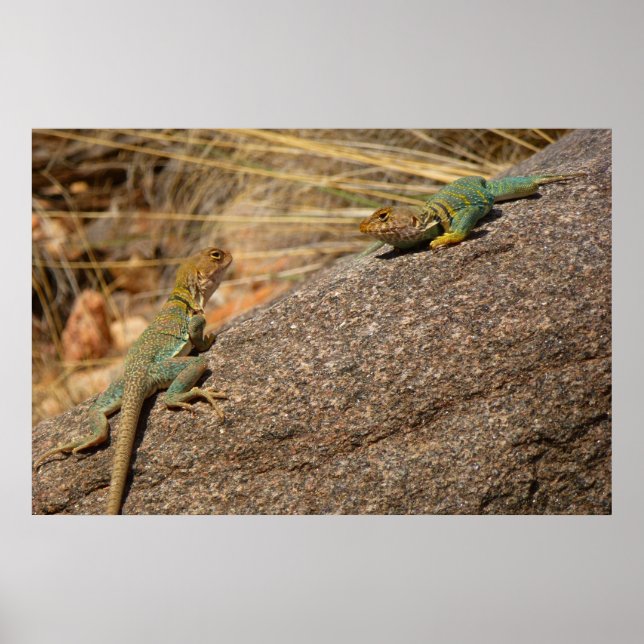 Póster Western Collared Lizards no Colorado (Frente)
