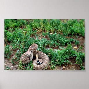 Poster Western Diamondback Rattlesnake