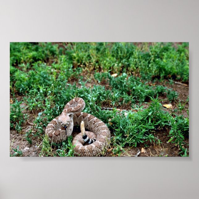 Poster Western Diamondback Rattlesnake (Frente)