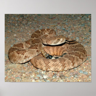 Poster Western Diamondback Rattlesnake