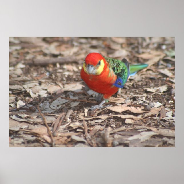Póster Western Rosella - Platycercus icterotis (Frente)