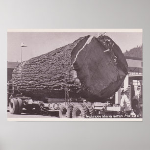 Póster Western Washington Fir Log cerca de 1940