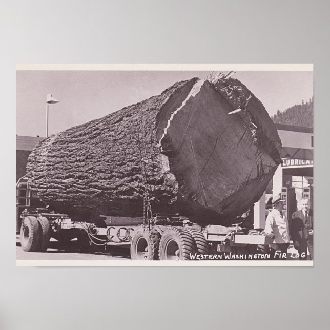 Póster Western Washington Fir Log cerca de 1940 (Frente)