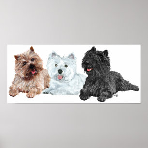 Póster Westie com dois Cairn Terriers