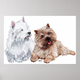 Póster Westie com um Brown Cairn Terrier