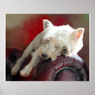 Póster Westie descansando