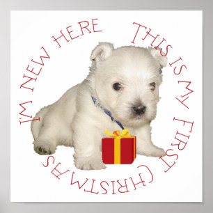 Poster Westie Puppy Primeiro Natal