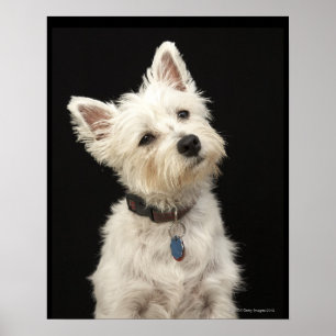 Poster Westie (terrier ocidental das montanhas) com colar