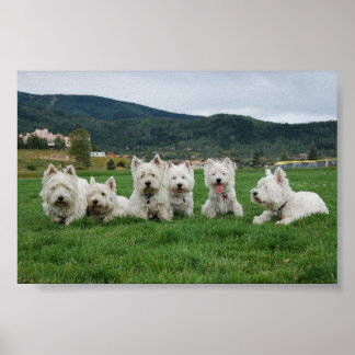 Poster Westies De Futebol