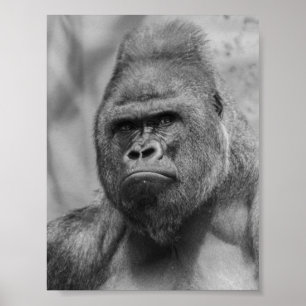 Poster Westland lowland gorilla