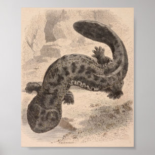 Póster WH Freeman - a grande salamandra japonesa P/folio