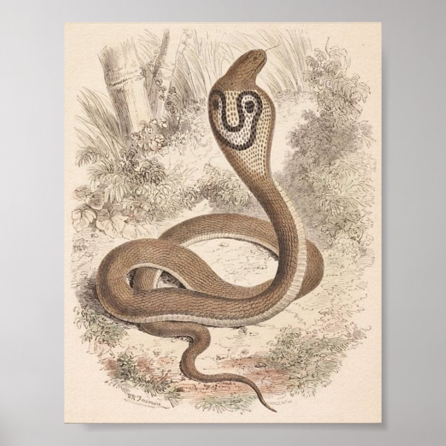 Poster WH Freeman - Cobra Di Capello Portfolio (Frente)