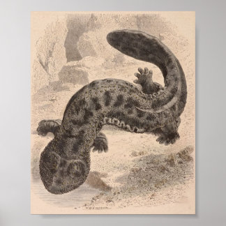 Póster WH Freeman - O Excelente Salamander Japonês P/foli
