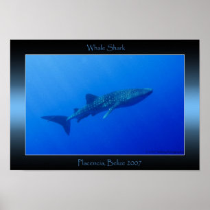 Póster Whale Shark