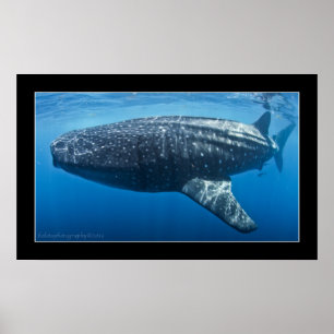 Póster Whale shark #3