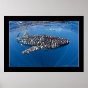 Póster Whale shark #5