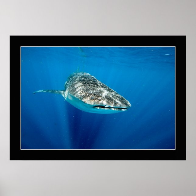 Poster Whaleshark nº 1 (Frente)