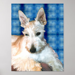 Poster Wheaten do Scottie