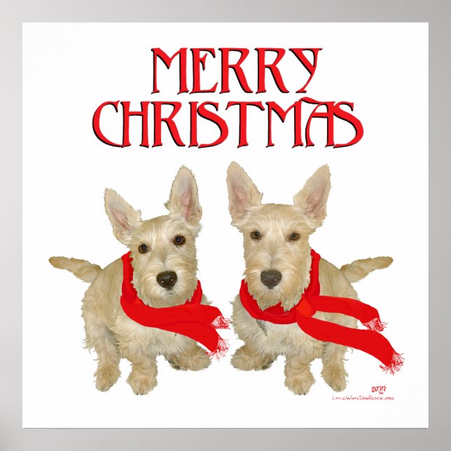 Poster Wheaten Scottish Terrier Natal (Frente)