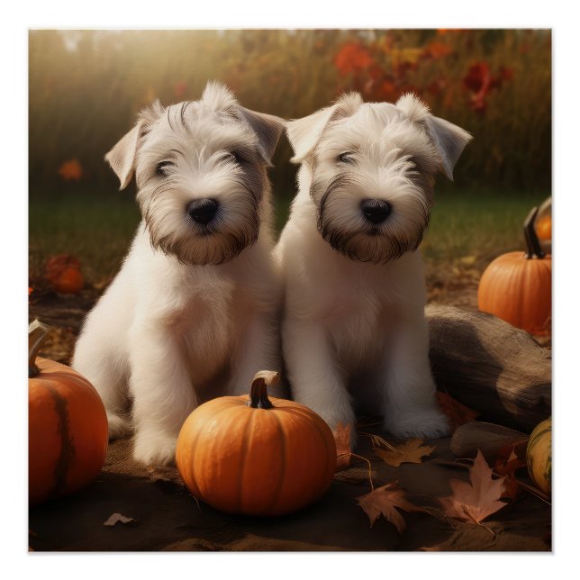 Póster Wheaten Terrier Puppy Autumn Delight Pumpkin (Frente)