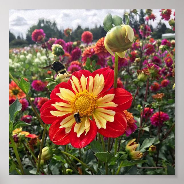 Poster Wheels Dahlia (Frente)