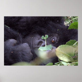 Póster Whimsical Gorilla