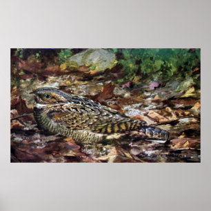 Póster Whippoorwill escondido